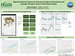 Digitized herbarium specimen document changes in the timing and duration of phenophases and pathogen damage in Eastern United States maples