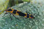 Extracting life stage and behavioral data from observational biodiversity occurrence data reveals spatiotemporal trends in large milkweed bugs