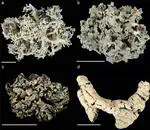 Genome-scale data reveal the role of hybridization in lichen forming fungi
