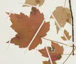 Herbaria Reveal Herbivory and Pathogen Increases and Shifts in Senescence for Northeastern United States Maples Over 150 Years