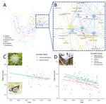 Networks of Phenological Synchrony Reveal a Highly Interconnected Ecosystem and Potential Vulnerability to Climate-Driven Mismatches