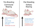 Fitness effects of breeding strategy: implications for life history trait evolution and mouse husbandry